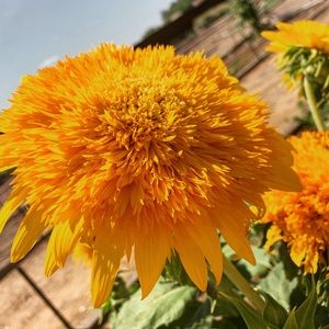 Meet your Posher, Alanna